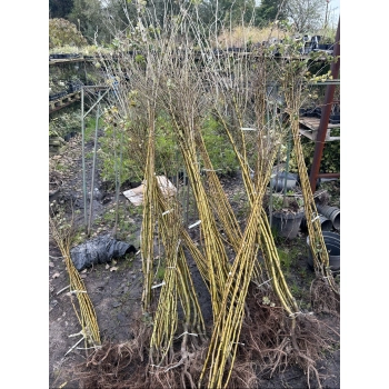 GŁÓG PAUL'S SCARLET odporna na mróz - sadzonki 140 / 160 cm