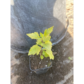 HIBISKUS biały z czerwonym środkiem - sadzonki 20 / 30 cm