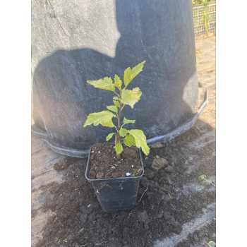 HIBISKUS czerwono - niebieski - sadzonki 20 / 30 cm