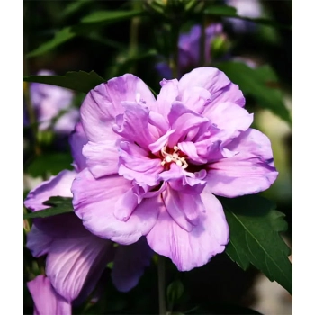 HIBISKUS Ketmia Syryjska Ardens- sadzonki 20 / 30 cm