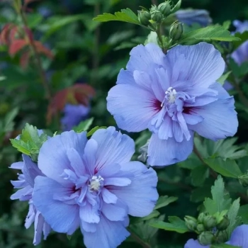 HIBISKUS Ketmia Syryjska Blue Chiffon - sadzonki 20 / 30 cm