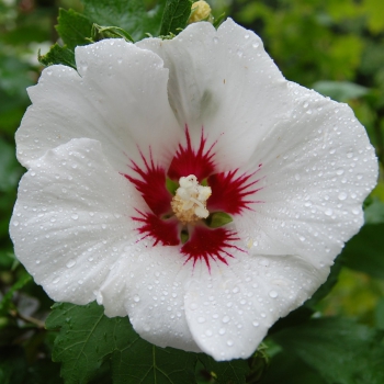 HIBISKUS biały z czerwonym środkiem - sadzonki 50 / 60 cm