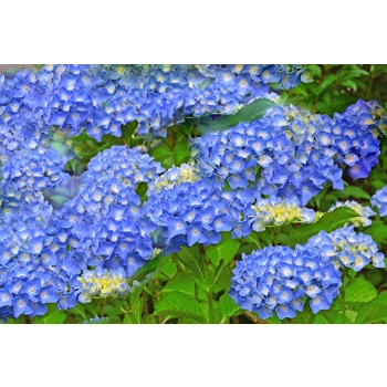 HORTENSJA ogrodowa Nikko Blue - sadzonki 20 / 40 cm