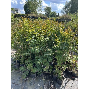 LAGERSTROEMIA na pniu czerwona bez południa - sadzonki 100 / 120 cm