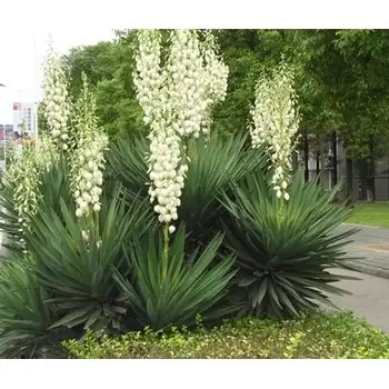 JUKA YUCCA duża roslina z polskiej produkcji - sadzonki 60 / 80 cm