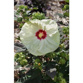 HIBISKUS KETMIA BAGIENNY Old Yella - sadzonki 10 / 15 cm