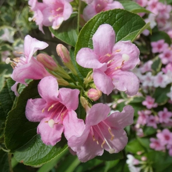 WEIGELA KRZEWUSZKA - sadzonki 50 / 70 cm