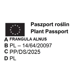 KRUSZYNA SZCZEPIONA NA PNIU POSPOLITA ASPLENIFOLIA MIODODAJNA - sadzonki 120 / 140 cm
