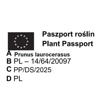 LAUROWIŚNIA SZCZEPIONA NA PNIU - sadzonki 110 / 130 cm
