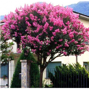 LAGERSTROEMIA bez południa różowa Eveline - sadzonki 40 / 60 cm