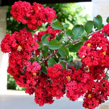 LAGERSTROEMIA bez południa czerwona - sadzonki 10 / 20 cm