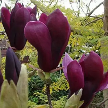 MAGNOLIA NIGRA duża roślina odporna na mróz - sadzonki 100 / 120 cm