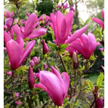 MAGNOLIA BETTY duża roślina odporna na mróz - sadzonki 80 / 100 cm