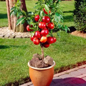 NEKTARYNKA kolumnowa na tarasy i balkony - sadzonki 40 / 50 cm