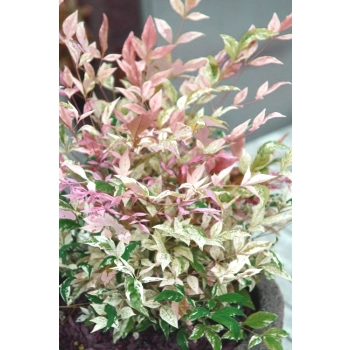 NANDINA Twillight bajeczny bambus - sadzonki 10 / 20 cm