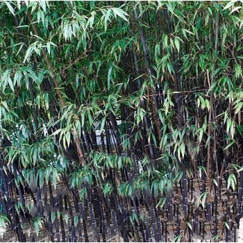 BAMBUS czarny Phyllostachys Nigra - sadzonki 10 / 20 cm