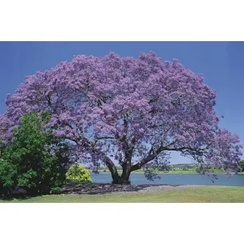 PAULOWNIA PUSZYSTA drzewko szczęścia - sadzonki 5 / 10 cm