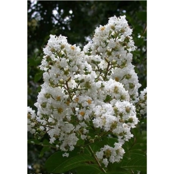 LAGERSTROEMIA na pniu biała - kremowa bez południa - sadzonki 80 / 110 cm