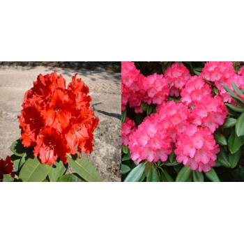 RHODODENDRON Pakiet 5 sztuk - sadzonki 40 / 60 cm