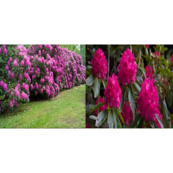 RHODODENDRON - sadzonki 40 / 60 cm