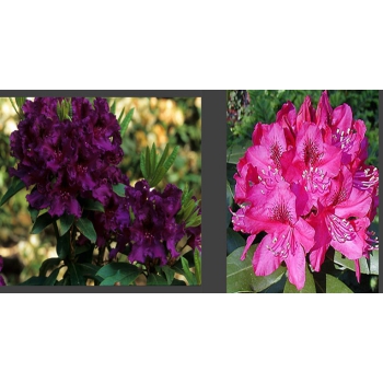 RHODODENDRON - sadzonki 40 / 60 cm