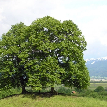 Lipa szerokolistna szczepiona Moltkei MOLTKEGO miododajna - sadzonki 180 / 200 cm