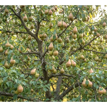 GRUSZA KONFERENCJA bardzo słodka - sadzonki 50 / 80 cm