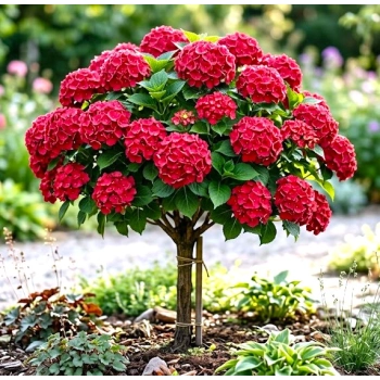 HORTENSJA OGRODOWA CZERWONA SZCZEPIONA na pniu - sadzonki 60 / 80 cm