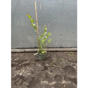 LAGERSTROEMIA bez południa fioletowa - sadzonki 60 / 80 cm