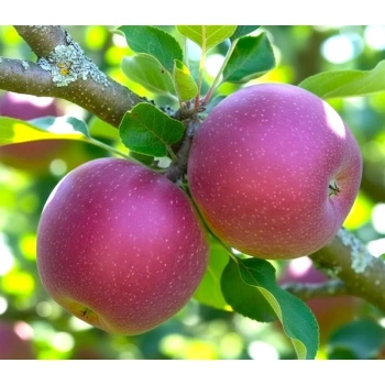 JABŁOŃ LOBO miękkie smaczne - sadzonki 110 / 140 cm