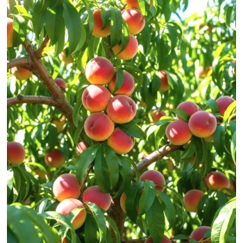 BRZOSKWINIA ROYALVEE wczesna mróz - sadzonki 120 / 140 cm