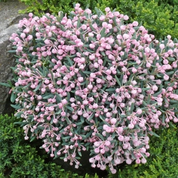 MODRZEWNICA pospolita BLUE ICE - sadzonki 10 / 20 cm