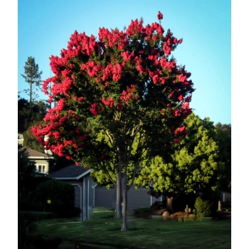 LAGERSTROEMIA na pniu czerwona bez południa - sadzonki 80 / 110 cm