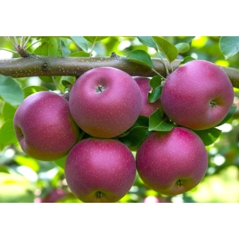 JABŁOŃ LOBO W DONICY miękkie smaczne - sadzonki 110 / 140 cm