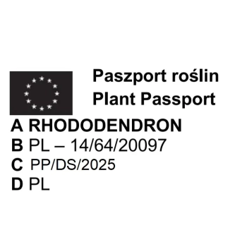 RODODENDRON NA PNIU RÓŻOWO - MALINOWY - sadzonki 60 / 70 cm