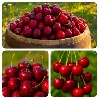 WIŚNIA PANDY deserowa i na soki - sadzonki 60 / 90 cm