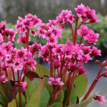 BERGENIA SERCOLISTNA Flirt zimozielona - sadzonki 10 / 15 cm