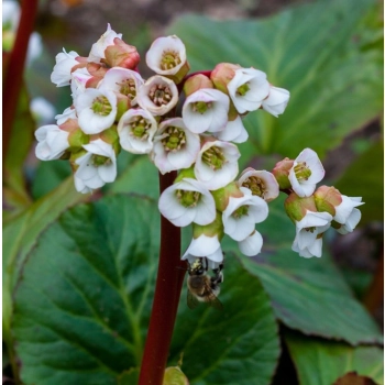 BERGENIA SERCOLISTNA Jelle - sadzonki 10 / 15 cm