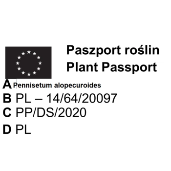 TRAWA ROZPLENICA Viridescens PAKIET 10 szt - sadzonki 30 / 50 cm