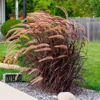 TRAWA ROZPLENICA Rubrum Pakiet 10 sztuk - sadzonki 20 / 40 cm