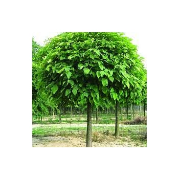 CATALPA KATALPA BIGNONIOWA SURMIA szczepiona na pniu - sadzonki 140 / 160 cm