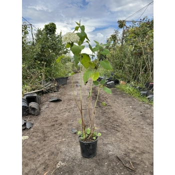 HORTENSJA DRZEWIASTA Bounty - sadzonki 60 / 80 cm