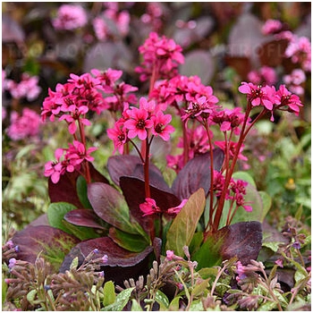 BERGENIA SERCOLISTNA Flirt zimozielona - sadzonki 10 / 15 cm