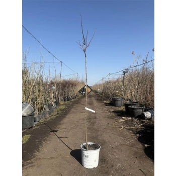 HORTENSJA NA PNIU CANDLELIGHT - sadzonki 120 / 150 cm