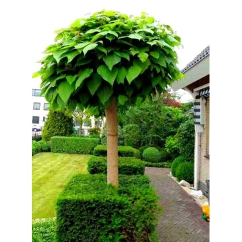 CATALPA KATALPA na pniu kulista szczepiona - sadzonki 250 / 300 cm