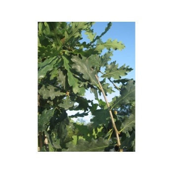 DĄB szczepiony pendula zwisający - sadzonki 140 / 170 cm