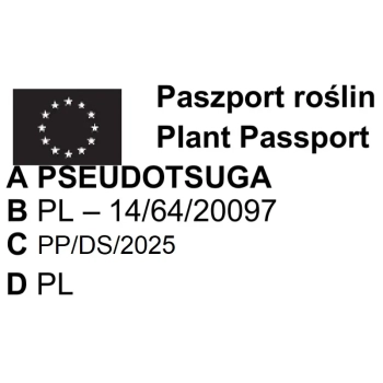 DAGLEZJA cytrusowy zapach igieł - sadzonki 80 / 110 cm