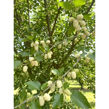 MORWA biała witamina życia - sadzonki 80 / 100 cm