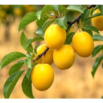 ŚLIWA WĘGIERKA BIAŁA - sadzonki 90 / 140 cm