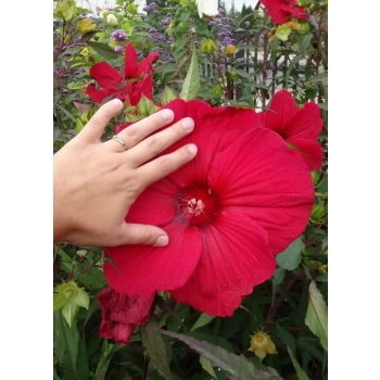 HIBISKUS Ketmia bagienny czerwony Luna Red